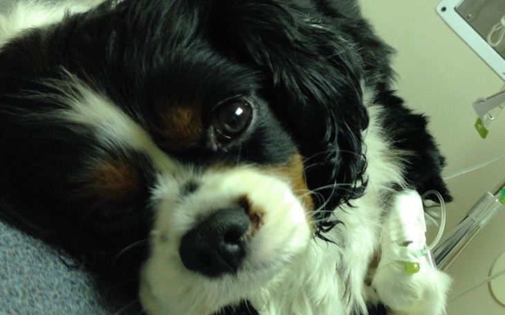 Pies leżący na stole, z widocznymi kroplówkami i smutnym wyrazem.