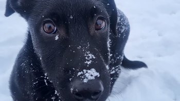 Zbiórka Pomóż zatrzymać cierpienie psów - miniaturka zdjęcia