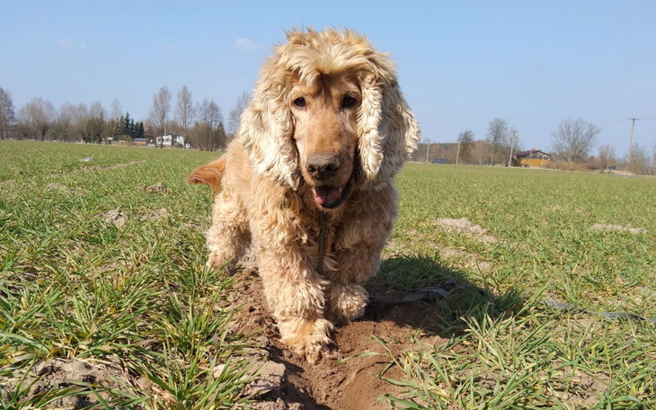 Zbiórka Leon, Nero, Elbi proszą o pomoc - zdjęcie główne