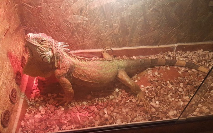 Zbiórka terrarium dla maliny - zdjęcie główne