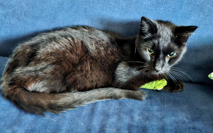 Zbiórka Ratujemy życie Czarka - zdjęcie główne