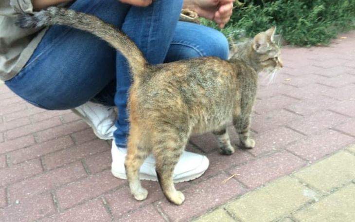 Zbiórka Czipowanie Adelki - zdjęcie główne