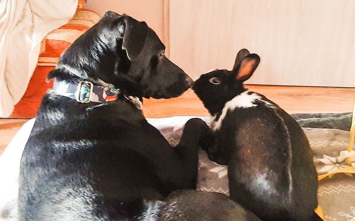 Zbiórka zakończmy PMS króliczki - zdjęcie główne