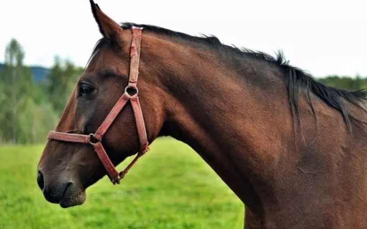 Zbiórka Emerytura dla konia ze szkółki - zdjęcie główne