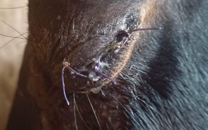 Zbiórka Usunięcie oka konia Dorka - zdjęcie główne