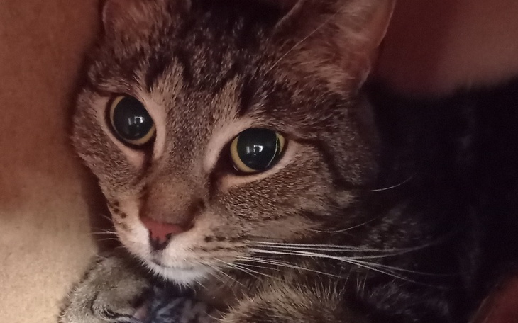 Zbliżenie na kota, z wyrazistymi oczami i futrem.