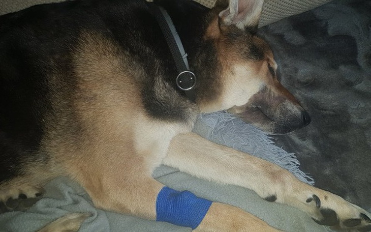 Zbiórka !!Na ratunek Lali!! - zdjęcie główne