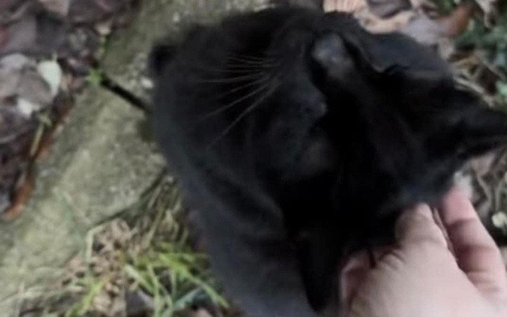 Czarny kot ocierający się o rękę właściciela w plenerze.