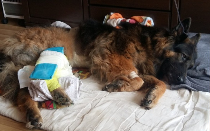 Zbiórka Chcę uratować moją kochaną Saszę - zdjęcie główne