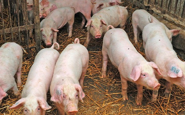 Zbiórka Pomoc w bioasekuracji z ASF - zdjęcie główne