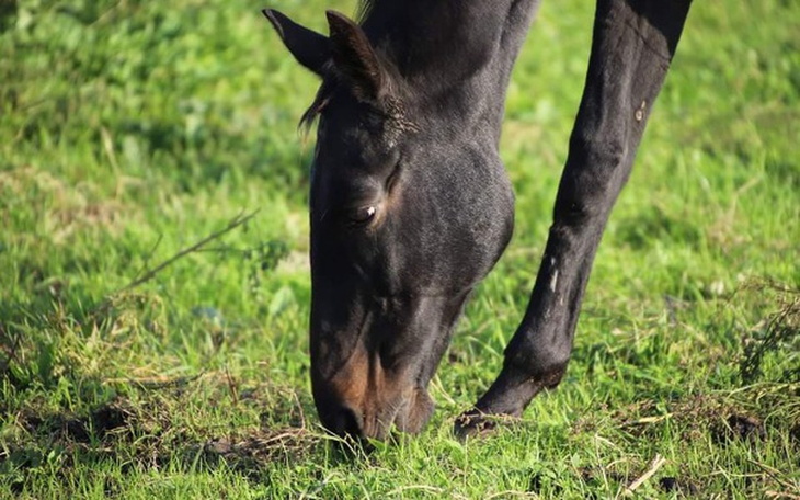 Zbiórka Stajnia dla koni w Mini Zoo - zdjęcie główne