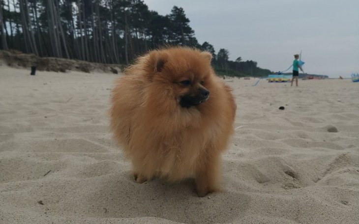 Zbiórka Zbiurka pieniędzy na chorego psa - zdjęcie główne