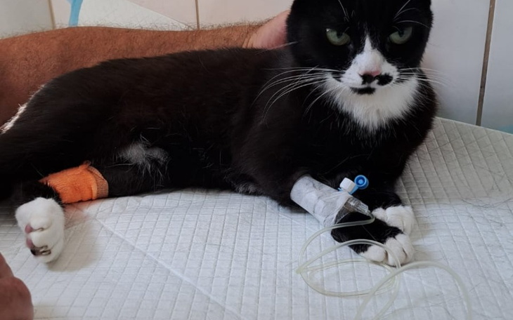 Zbiórka Ratujemy życie kotki Milusi. - zdjęcie główne