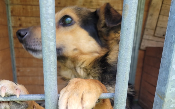 Zbiórka Dla Śleputka - zdjęcie główne