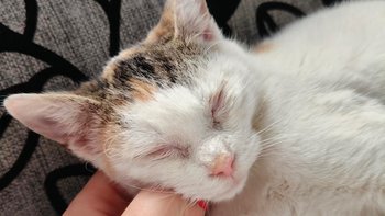 Zbiórka Pomóż Lidzi zobaczyć świat - miniaturka zdjęcia