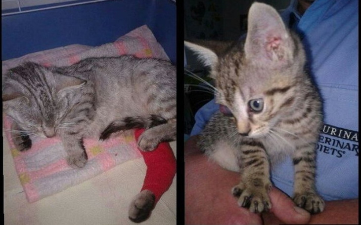 Zbiórka Pirat i Balbinka proszą o pomoc - zdjęcie główne