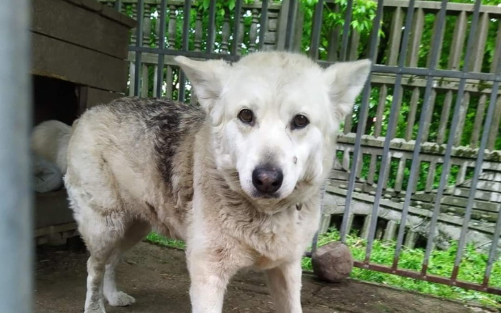 Zbiórka Psi Świat za kratami - zdjęcie główne