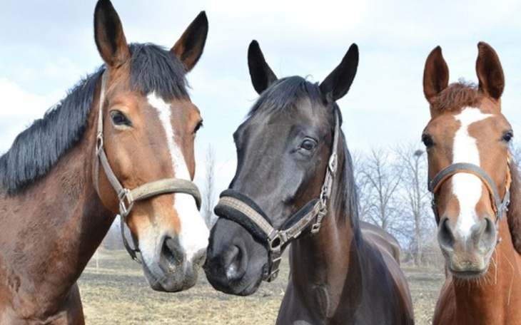 Zbiórka Konie prosza o siano - zdjęcie główne