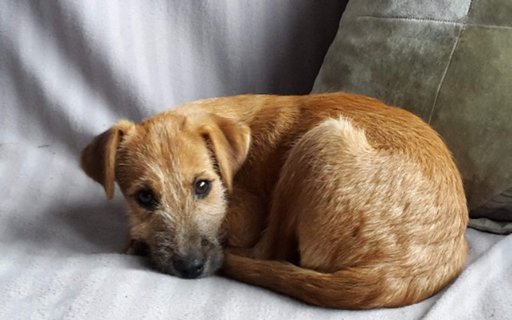 Zbiórka Pomóżmy Faro wrócić do zdrowia - zdjęcie główne