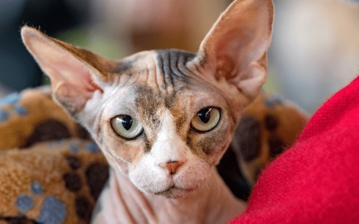 Zbiórka Kot Egipski Sfinks - zdjęcie główne