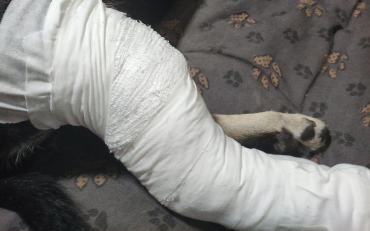 Zbiórka Operacja złamanej łapki.. - zdjęcie główne