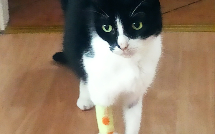 Czarnobiały kot z opatrunkiem na łapie.