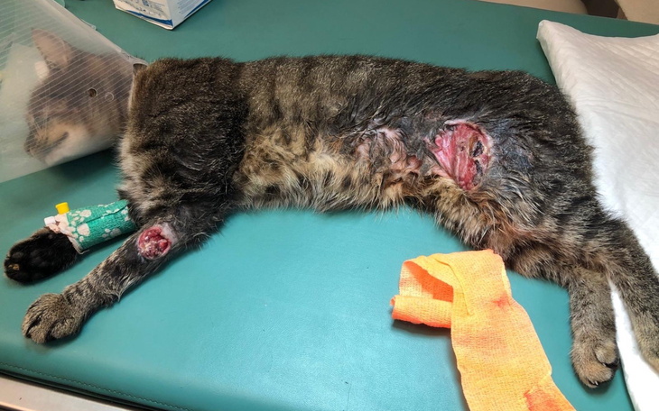 Kot po operacji, z ranami na ciele, leży na stole.