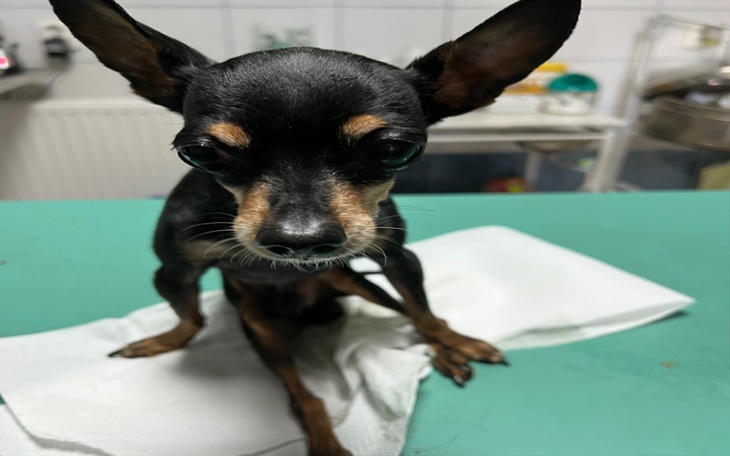 Zbiórka Na wózek inwalidzki dla Roszpie - zdjęcie główne