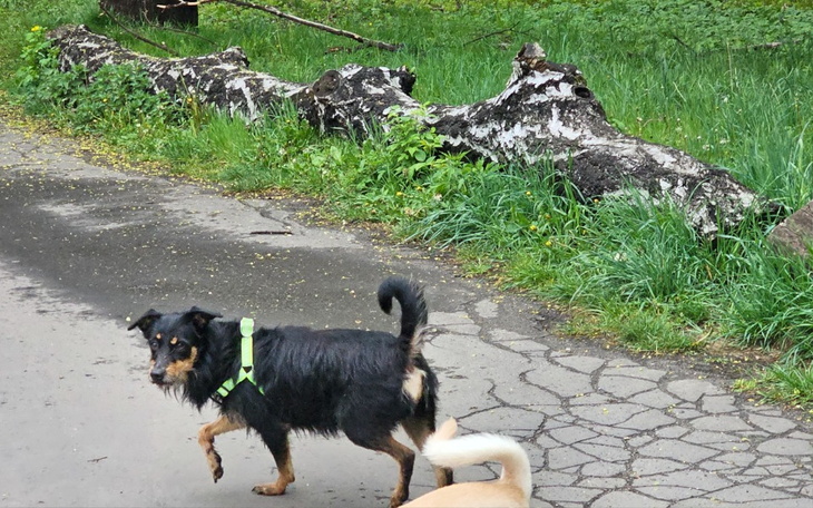 Zbiórka Proszę o pomoc dla suni - zdjęcie główne