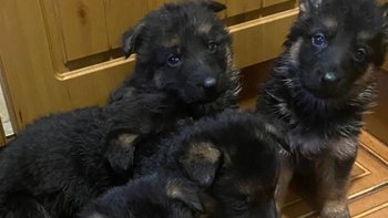 Zbiórka Zdrowy start dla szczeniaków - miniaturka zdjęcia