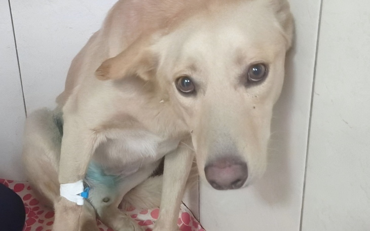 Zbiórka Ratowanie psa Stepana - zdjęcie główne