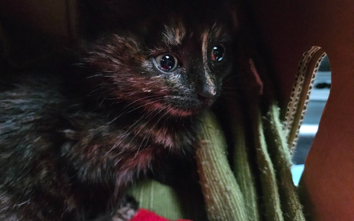 Mały kotek z dużymi oczami, wyglądający z pudełka.