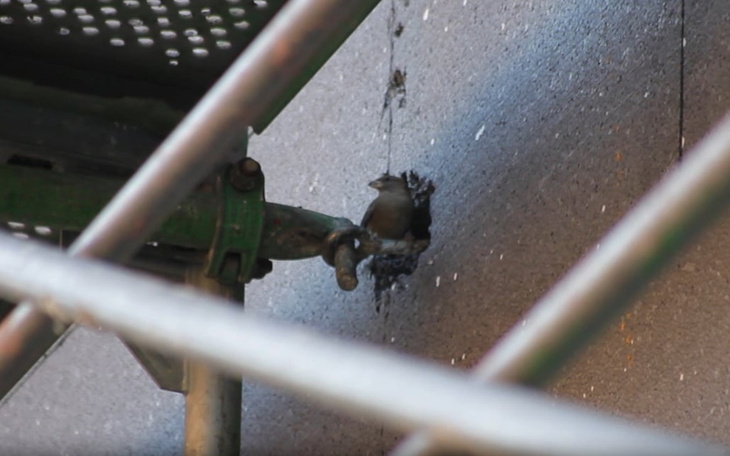 Zbiórka Na pomoc ptakom i nietoperzom - zdjęcie główne