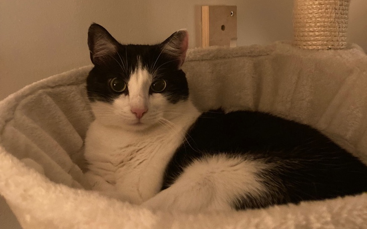 Zbiórka Leczenie Lolusi - zdjęcie główne