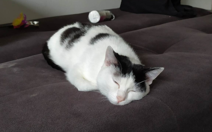 Zbiórka Ciastek- leczenie FIP - zdjęcie główne