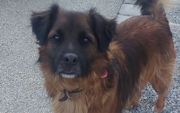 Zbiórka Nasz Przyjaciel Domu - zdjęcie główne