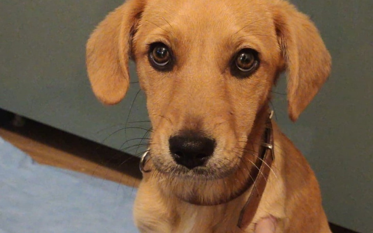 Zbiórka Ratunek dla suni z przepukliną - zdjęcie główne