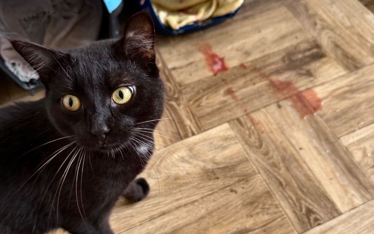 Czarny kot na tle podłogi z plamami, wygląda zaskoczony.