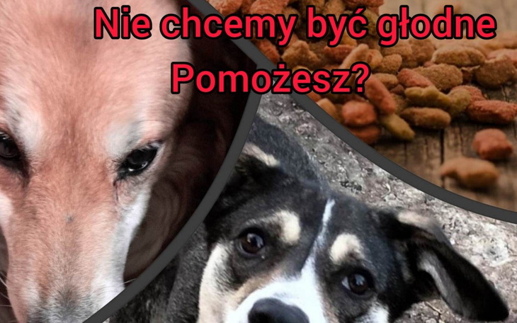 Zbiórka Nie chcemy być głodne - zdjęcie główne