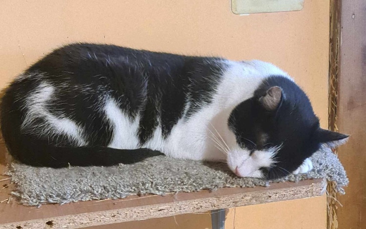 Kot śpiący na półce, z czarno-białym futrem.