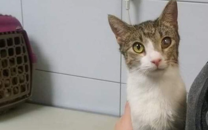 Zbiórka Wituś prosi o pomoc - zdjęcie główne