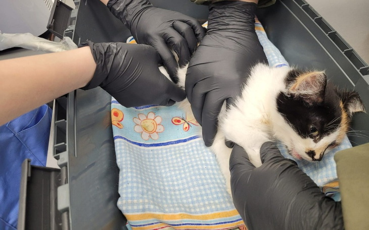 Zbiórka Walczymy o każdy oddech Lilki - zdjęcie główne