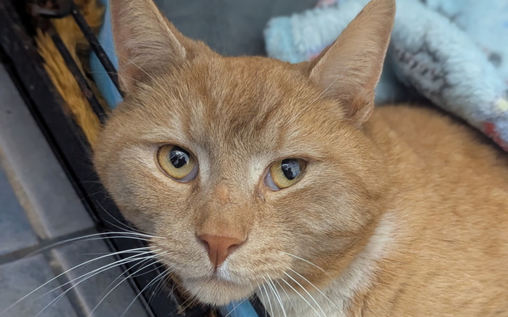 Rudy kot odpoczywający w przytulnym miejscu.