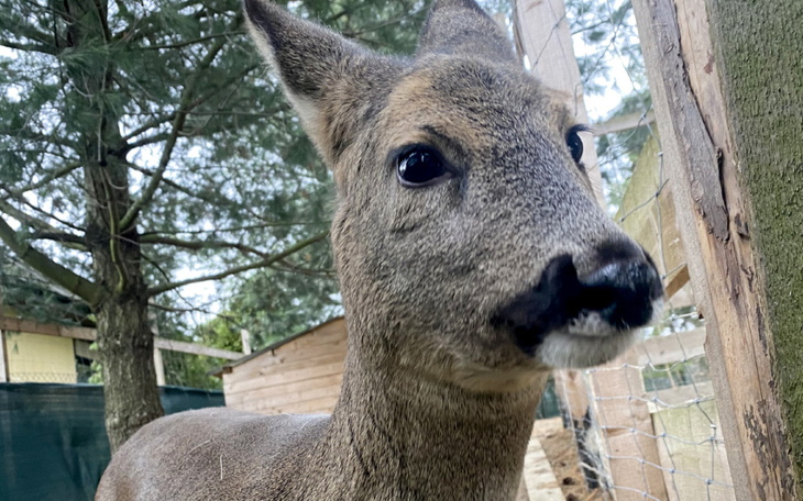 Zbiórka Pomoc dla zwierząt z Puchaczówki - zdjęcie główne