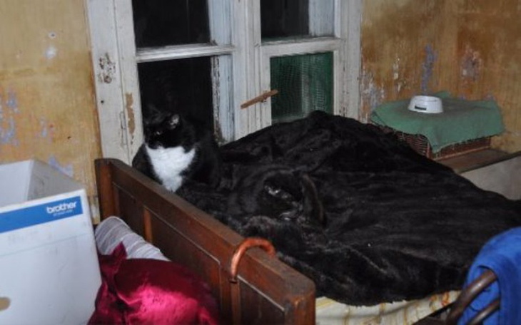 Zbiórka Na pomoc35kotom P.Emili z Mińska - zdjęcie główne