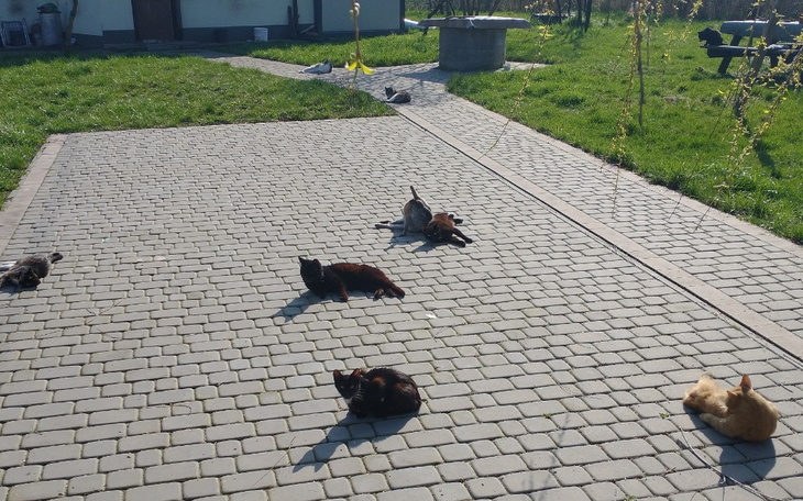 Zbiórka Sterylizacja kotek starszej pani - zdjęcie główne