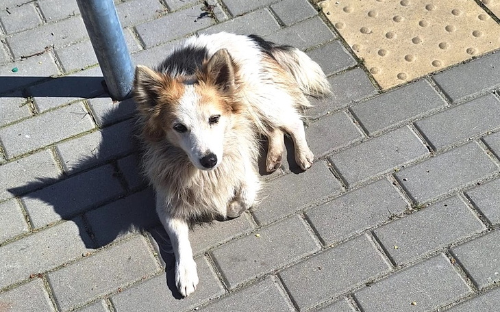 Zbiórka Psia bieda w potrzebie - zdjęcie główne