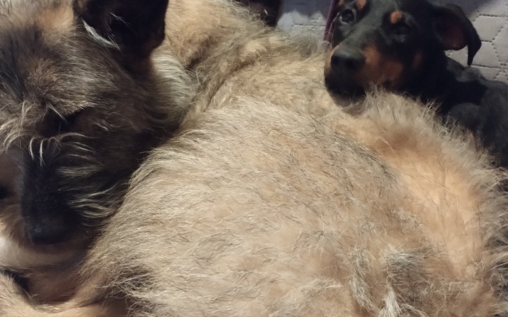 Zbiórka Dofinansowanie sterylizacji . - zdjęcie główne