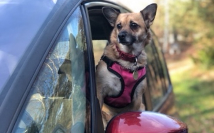 Pies wystawiający głowę przez okno samochodu.