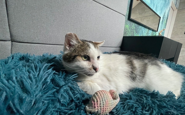 Kot leżący na miękkim dywanie, z zabawką obok.